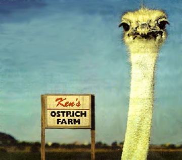 Photo of an ostrich head with a sign in the background that says Ken’s ostrich farm.