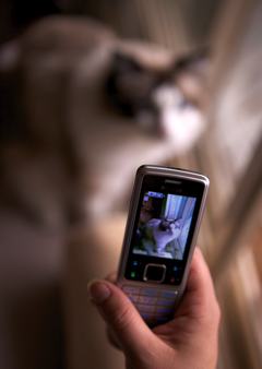 A photo of a camera phone taking a picture of a cat