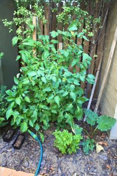 Photo of a very small space in a backyard garden where some vegetables are growing